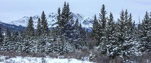 Preview wallpaper trees, bushes, mountains, snow, winter, nature