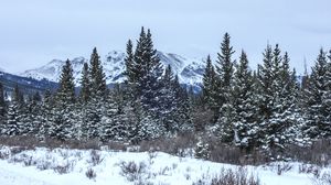 Preview wallpaper trees, bushes, mountains, snow, winter, nature