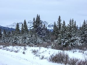 Preview wallpaper trees, bushes, mountains, snow, winter, nature