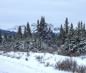 Preview wallpaper trees, bushes, mountains, snow, winter, nature