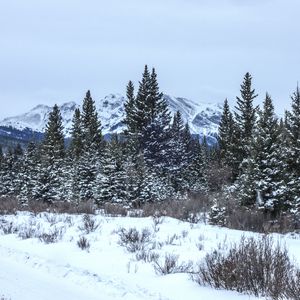 Preview wallpaper trees, bushes, mountains, snow, winter, nature