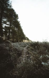 Preview wallpaper trees, bushes, path, nature, landscape