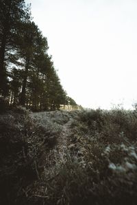 Preview wallpaper trees, bushes, path, nature, landscape