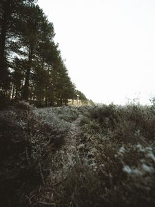 Preview wallpaper trees, bushes, path, nature, landscape