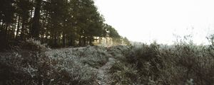 Preview wallpaper trees, bushes, path, nature, landscape