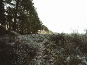Preview wallpaper trees, bushes, path, nature, landscape