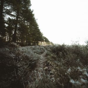 Preview wallpaper trees, bushes, path, nature, landscape