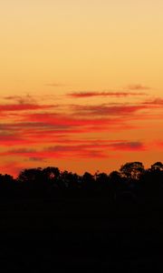 Preview wallpaper trees, bushes, silhouette, sunset