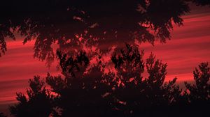 Preview wallpaper trees, bushes, silhouette, reflection