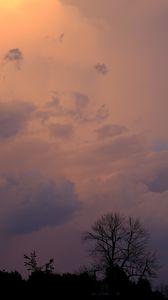 Preview wallpaper trees, bushes, sky, dusk