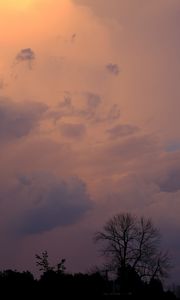 Preview wallpaper trees, bushes, sky, dusk