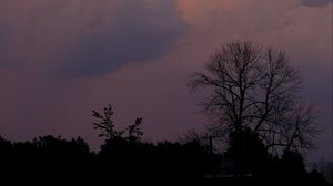 Preview wallpaper trees, bushes, sky, dusk