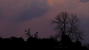 Preview wallpaper trees, bushes, sky, dusk