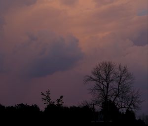 Preview wallpaper trees, bushes, sky, dusk