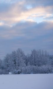 Preview wallpaper trees, bushes, snow, winter