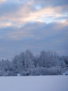 Preview wallpaper trees, bushes, snow, winter