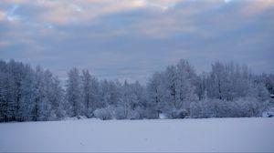 Preview wallpaper trees, bushes, snow, winter