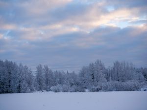 Preview wallpaper trees, bushes, snow, winter