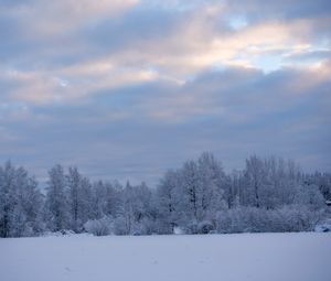 Preview wallpaper trees, bushes, snow, winter