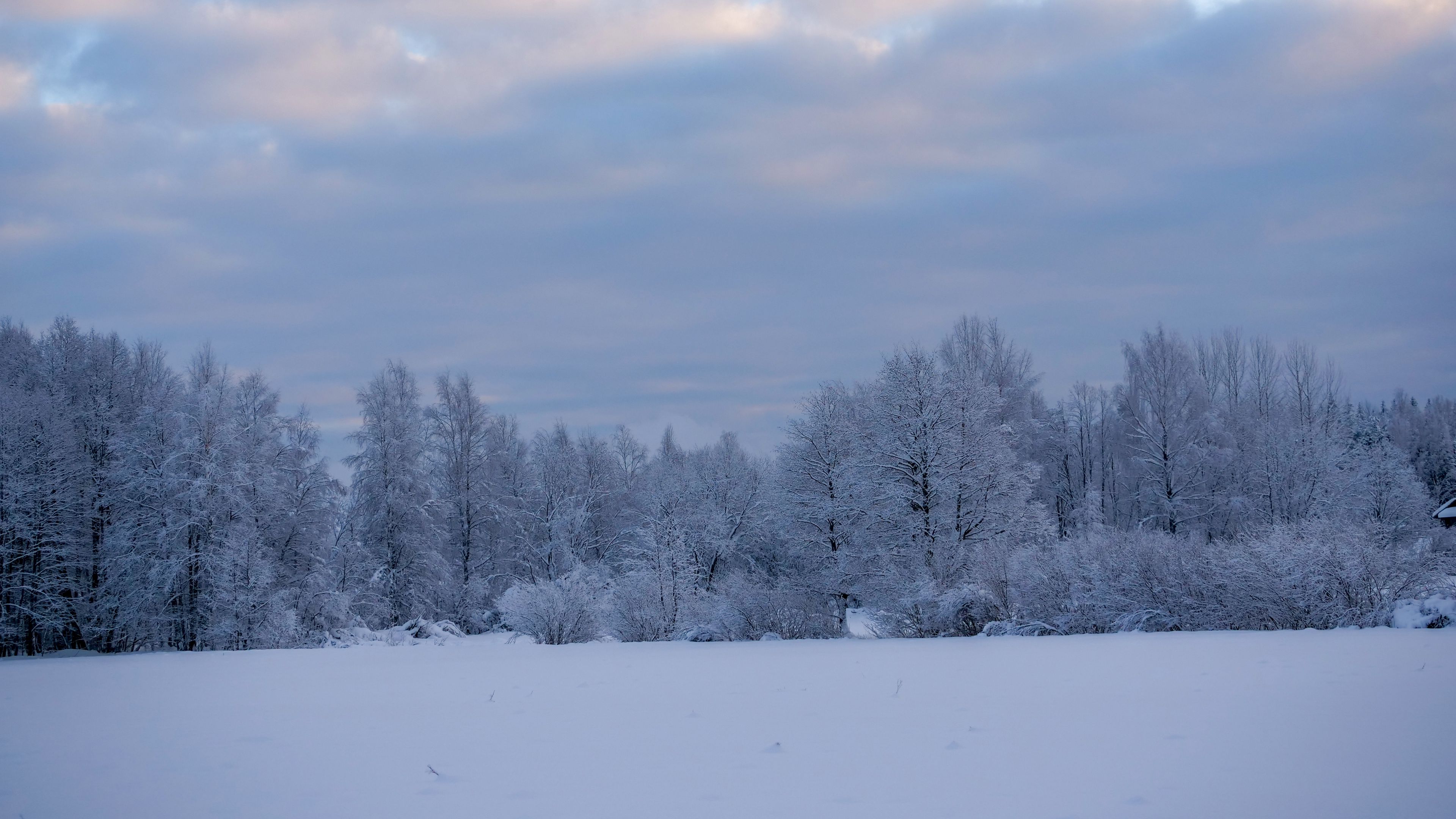 Download wallpaper 3840x2160 trees, bushes, snow, winter 4k uhd 16:9 hd ...