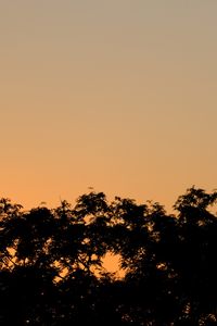 Preview wallpaper trees, bushes, sunset, silhouette