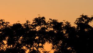 Preview wallpaper trees, bushes, sunset, silhouette