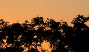 Preview wallpaper trees, bushes, sunset, silhouette