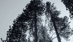 Preview wallpaper trees, bw, branches, fog