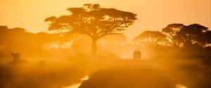 Preview wallpaper trees, car, road, fog, savannah, sunset, light