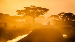 Preview wallpaper trees, car, road, fog, savannah, sunset, light