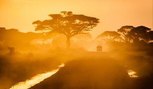 Preview wallpaper trees, car, road, fog, savannah, sunset, light