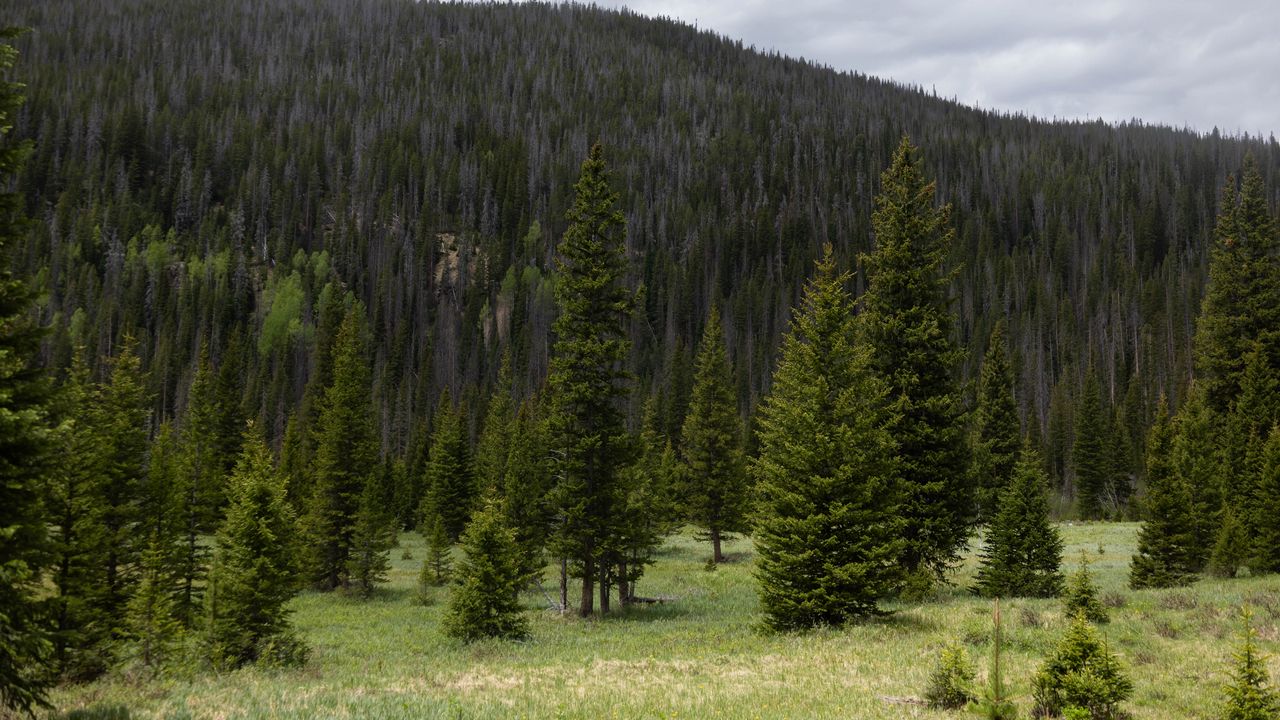 Wallpaper trees, clearing, forest, nature