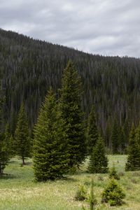 Preview wallpaper trees, clearing, forest, nature