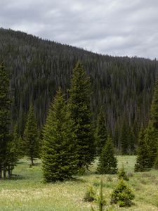 Preview wallpaper trees, clearing, forest, nature