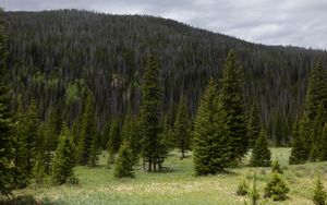 Preview wallpaper trees, clearing, forest, nature