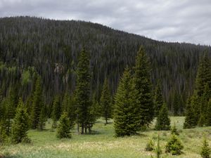 Preview wallpaper trees, clearing, forest, nature