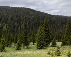 Preview wallpaper trees, clearing, forest, nature