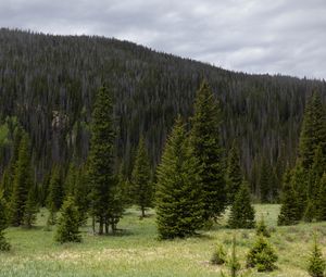 Preview wallpaper trees, clearing, forest, nature