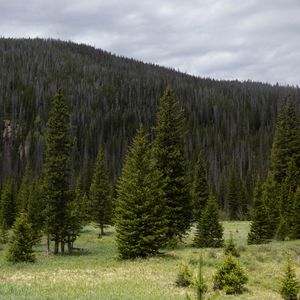 Preview wallpaper trees, clearing, forest, nature