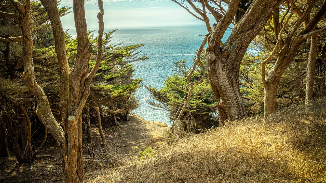 Wallpaper trees, cliff, sea, nature, landscape