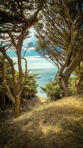 Preview wallpaper trees, cliff, sea, nature, landscape