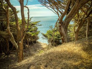 Preview wallpaper trees, cliff, sea, nature, landscape