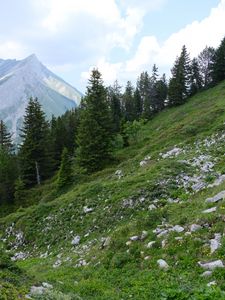 Preview wallpaper trees, clone, mountains, nature, landscape