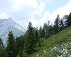 Preview wallpaper trees, clone, mountains, nature, landscape