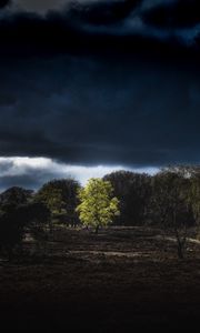 Preview wallpaper trees, clouds, earth, night