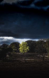 Preview wallpaper trees, clouds, earth, night