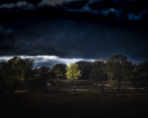 Preview wallpaper trees, clouds, earth, night