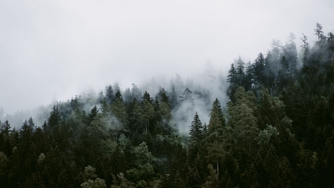 Wallpaper trees, clouds, forest, fog