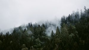 Preview wallpaper trees, clouds, forest, fog