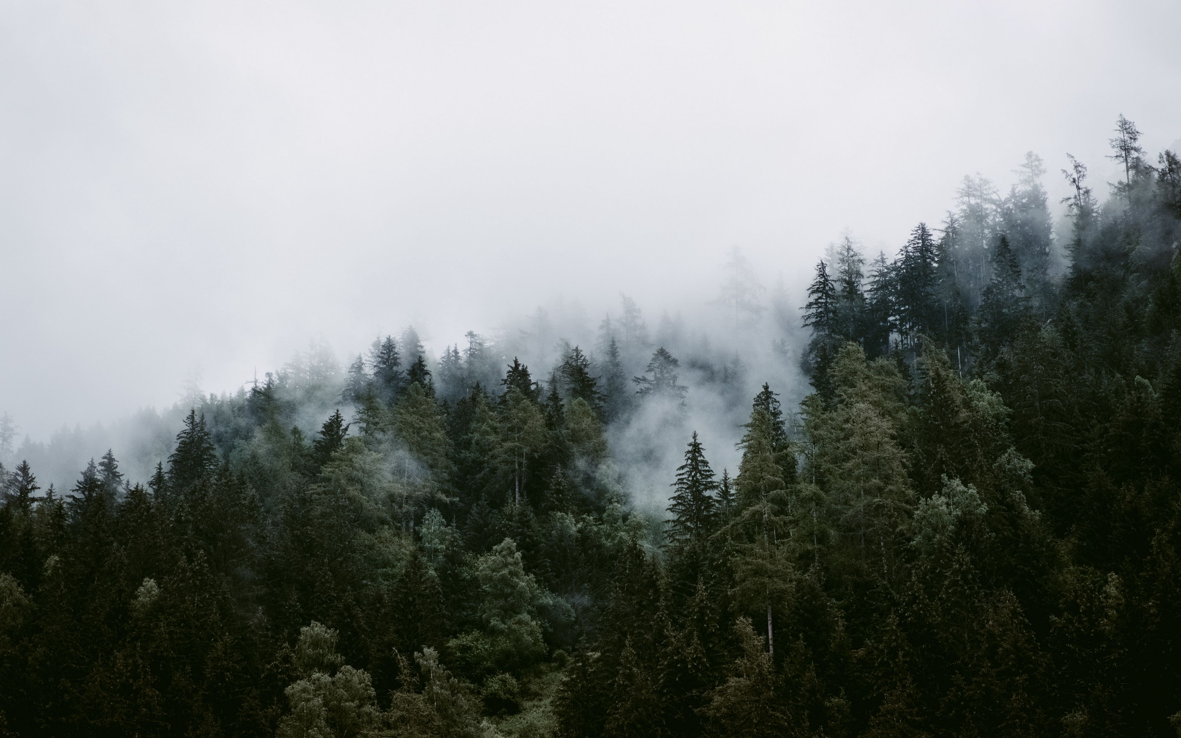 Download wallpaper 3840x2400 trees, clouds, forest, fog 4k ultra hd 16: ...